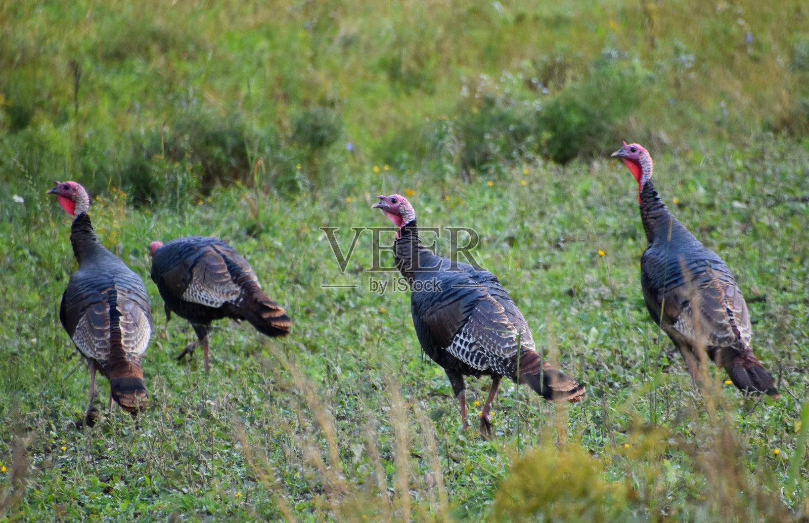 Des dindons照片摄影图片