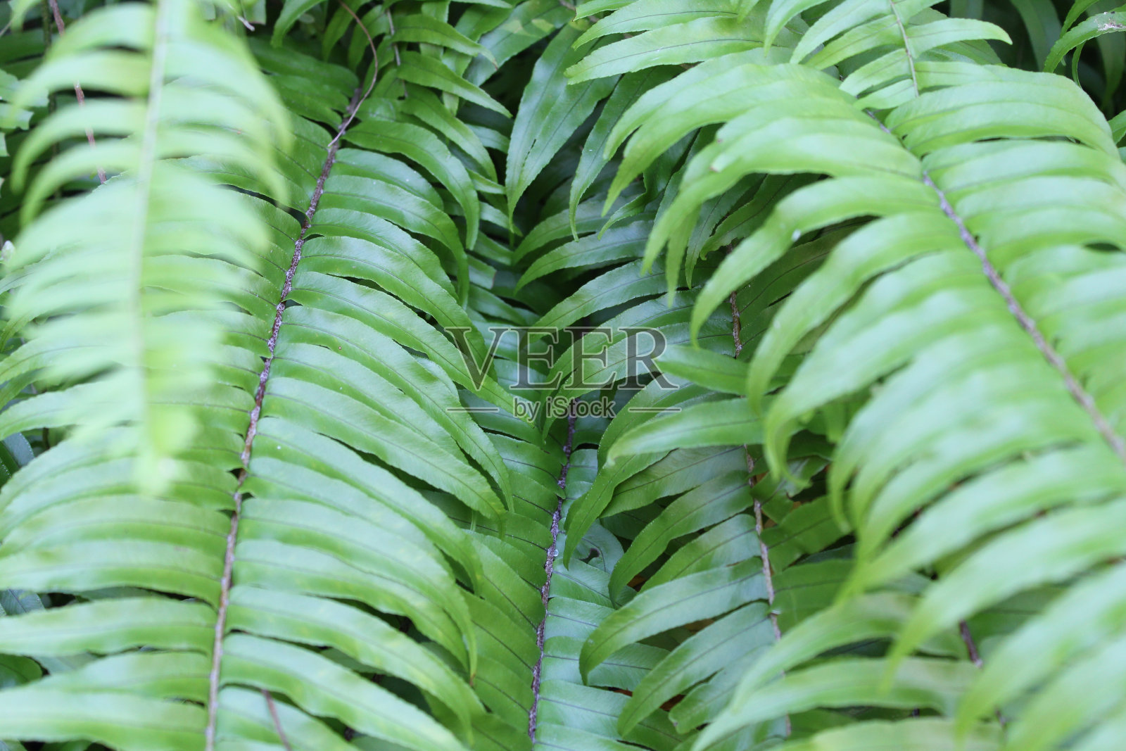 近距离纹理背景的绿色蕨类树叶的叶子照片摄影图片