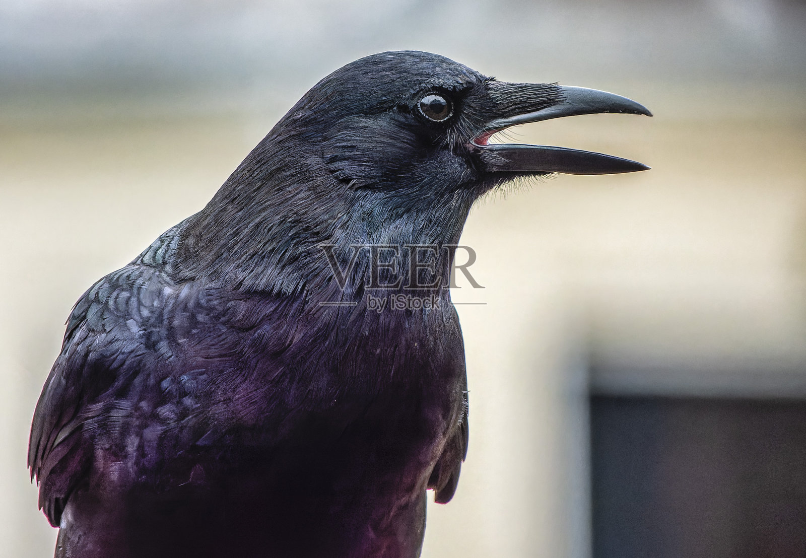一只大黑鸟来到甲板上照片摄影图片