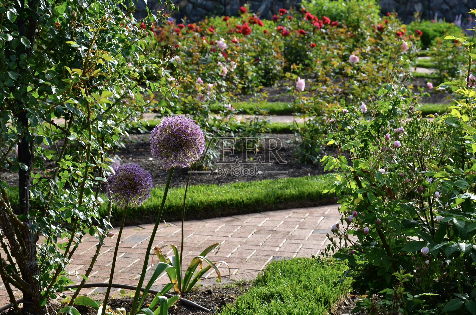 位于花园走道和地上鲜花之间的花坛照片摄影图片