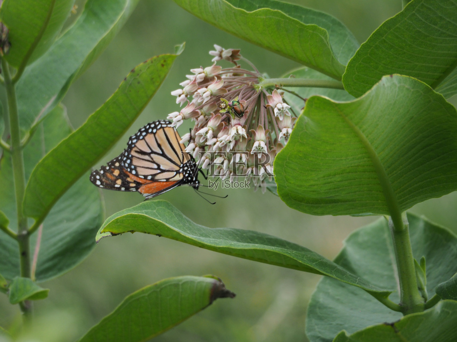一只蝴蝶正坐在院子里的一些花上，天气很晴朗照片摄影图片
