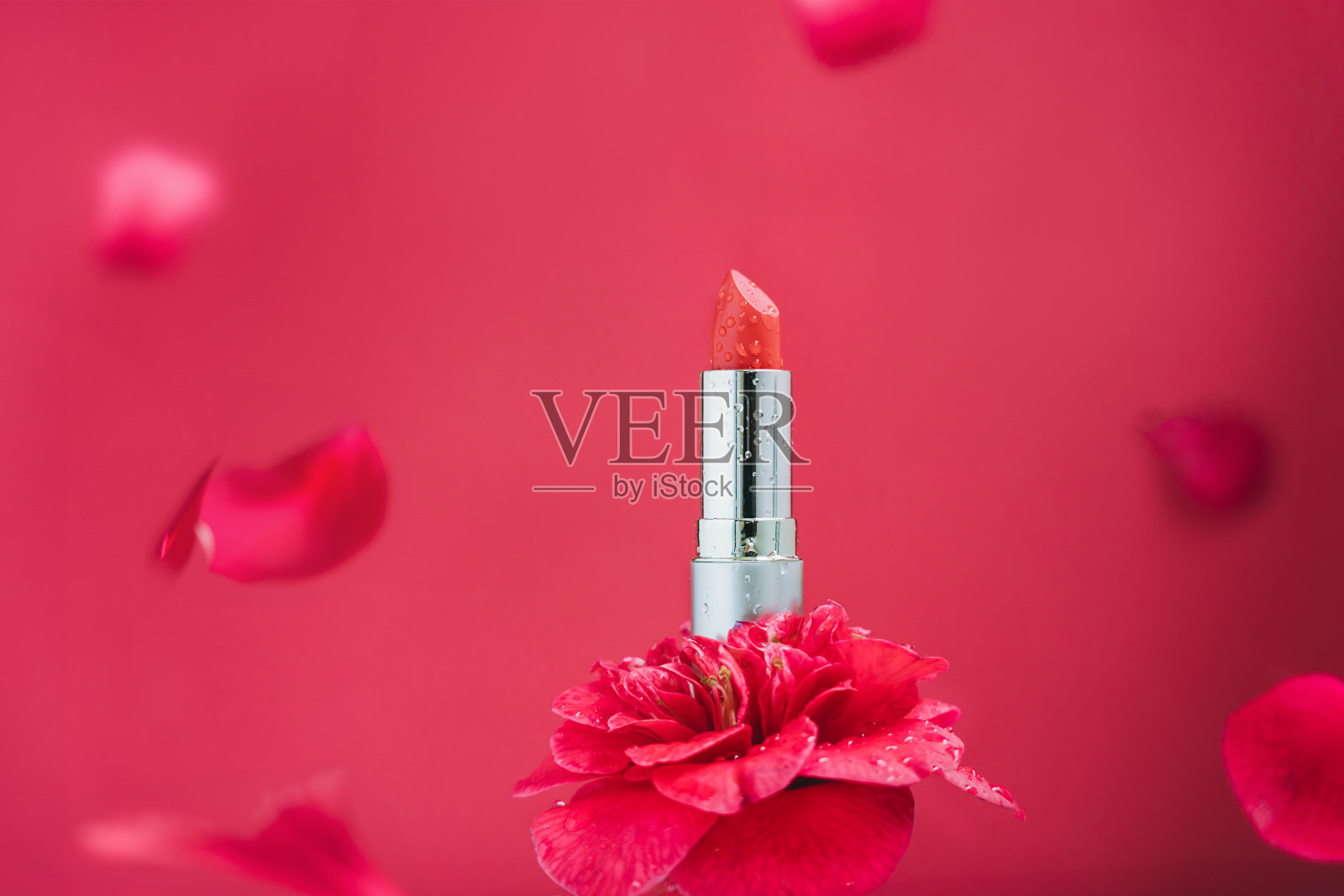 红色的水滴唇膏站在茶花玫瑰上，在讲台上展示了品红粉色背景上花瓣飘落的示范产品。保湿和天然成分化妆品照片摄影图片