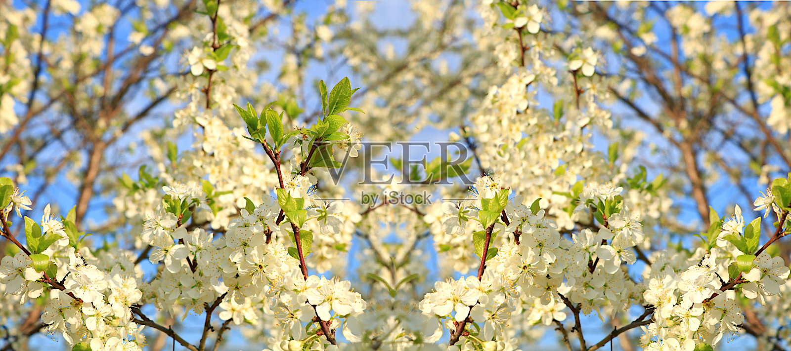 抽象花卉横幅，背景。春天花园里娇嫩的樱花。春暖花开概念、花卡、设计模板、创意构图、照片摄影图片