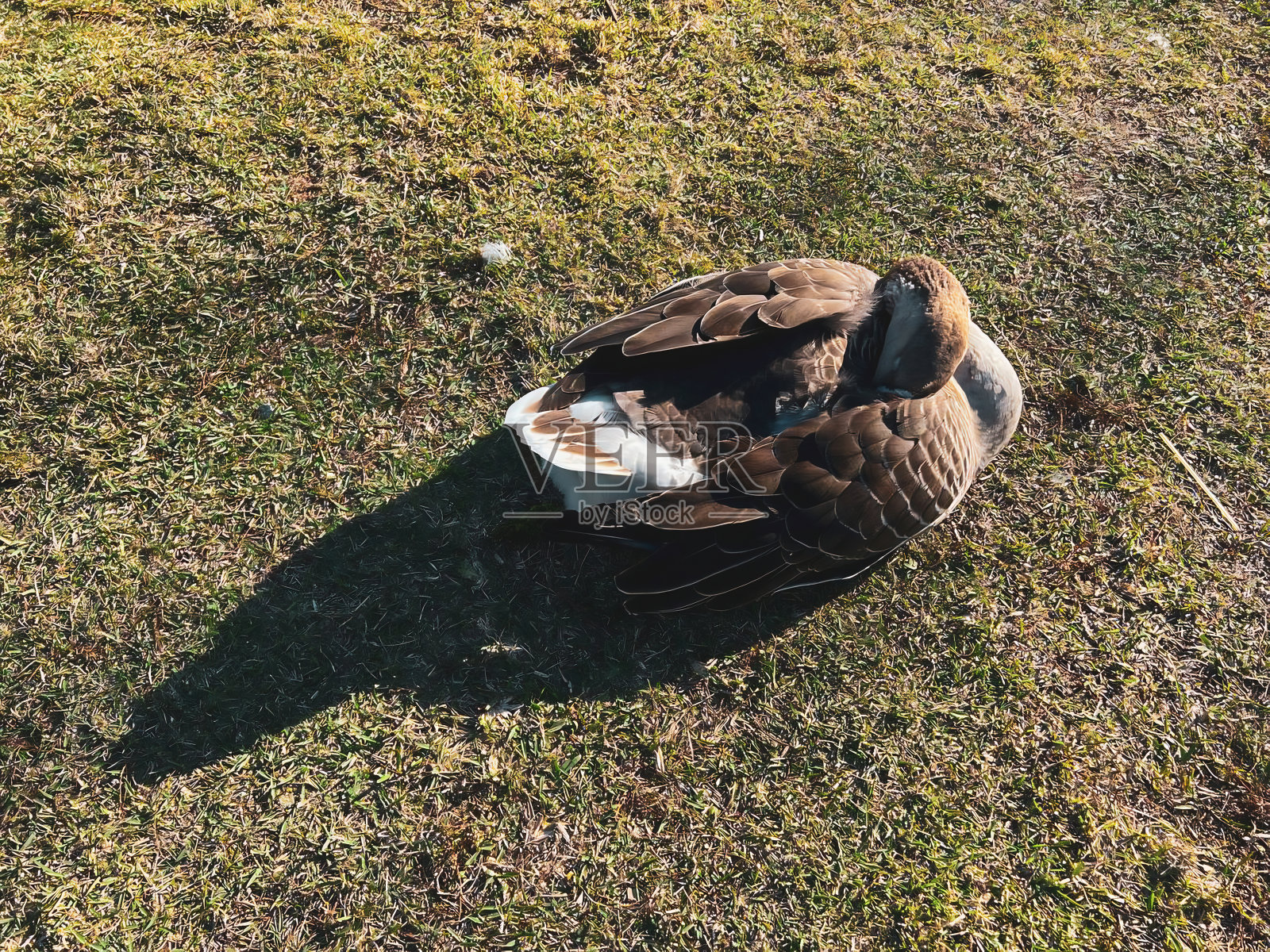 奥兰多伊奥拉湖公园的鲁昂鸭特写。美国佛罗里达州照片摄影图片