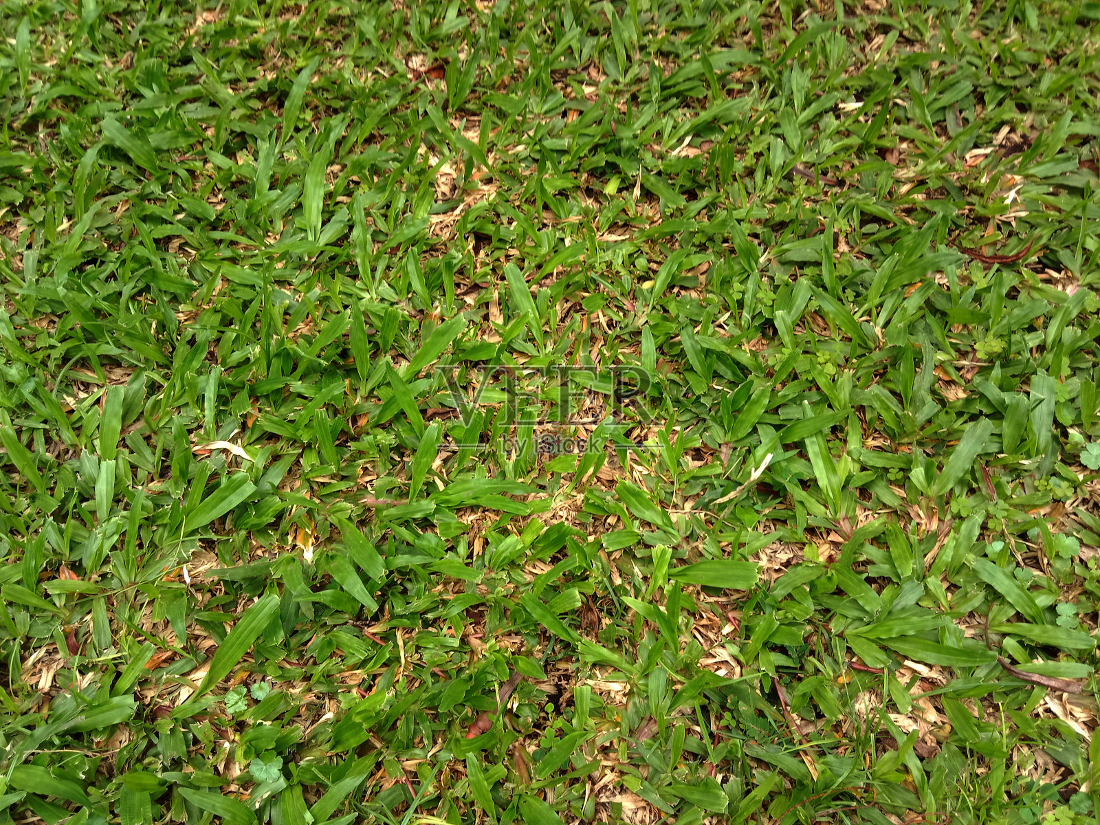 绿草纹理作为背景。照片摄影图片