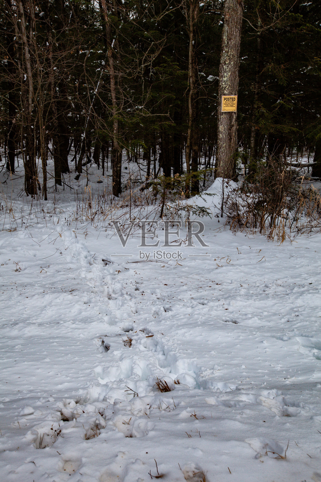 白尾鹿在私人林地进进出出的足迹，上面贴着禁止狩猎或非法侵入的标志。照片摄影图片