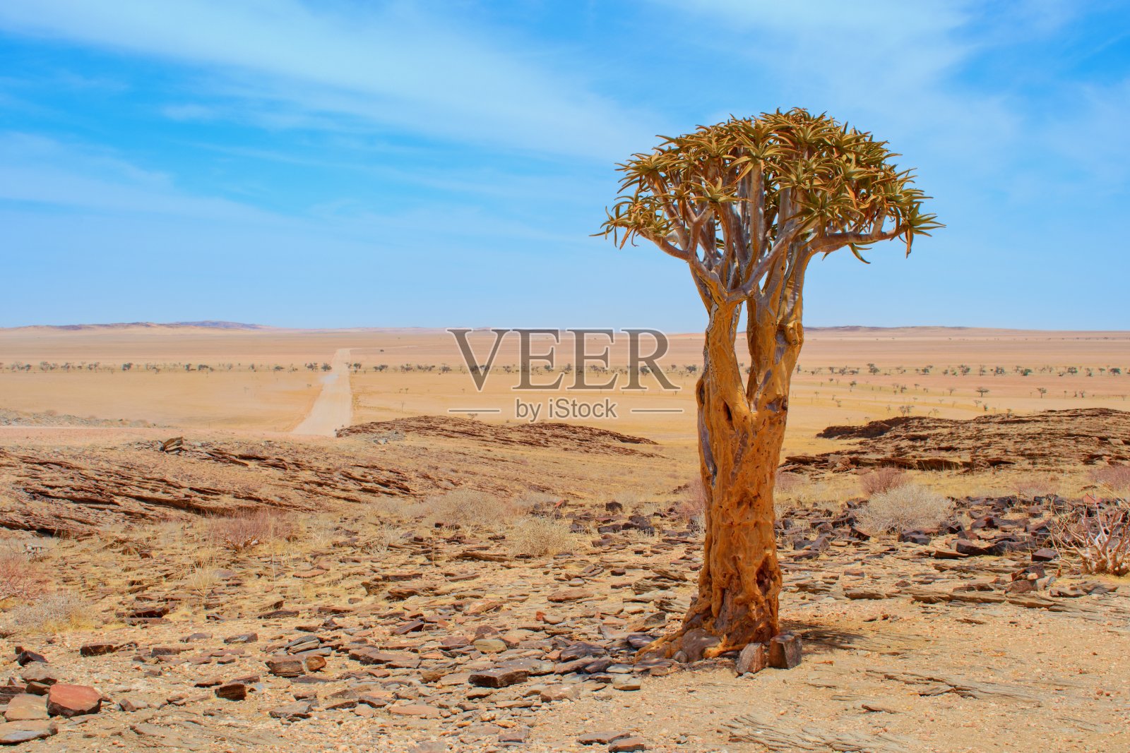 纳米布沙漠中的箭树景观，砾石路为背景。纳米比亚国树。照片摄影图片