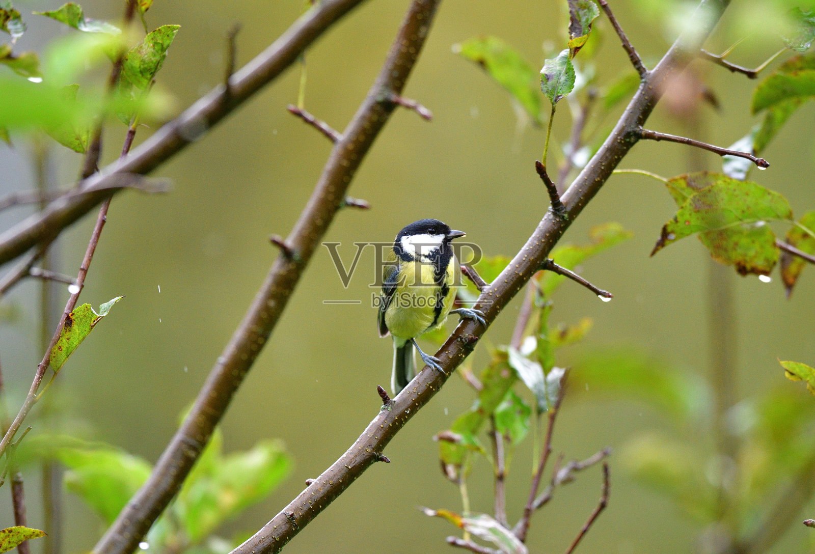 一只大山雀坐在花园里的树枝上照片摄影图片