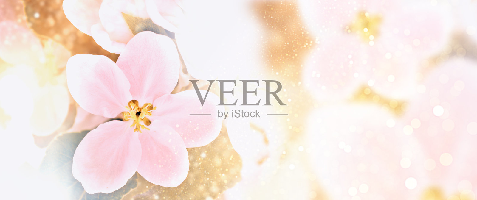 春天的风景。开花的树枝上的苹果。自然照片摄影图片