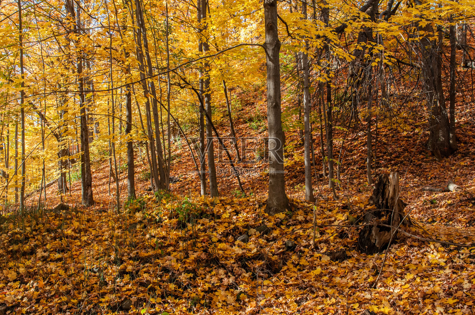 森林的颜色照片摄影图片