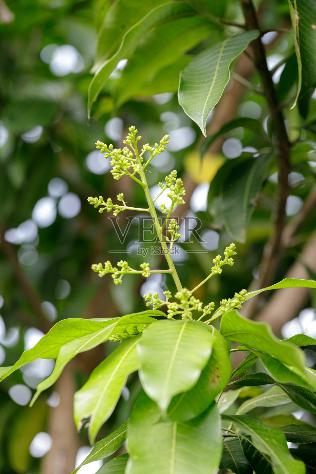 芒果开花结果照片摄影图片