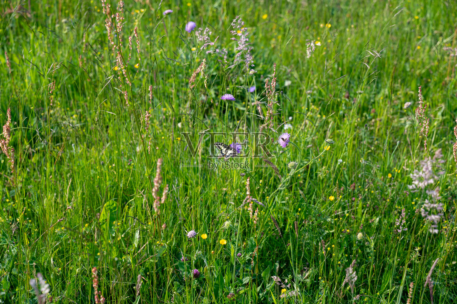 绿色草地上的一只蝴蝶照片摄影图片