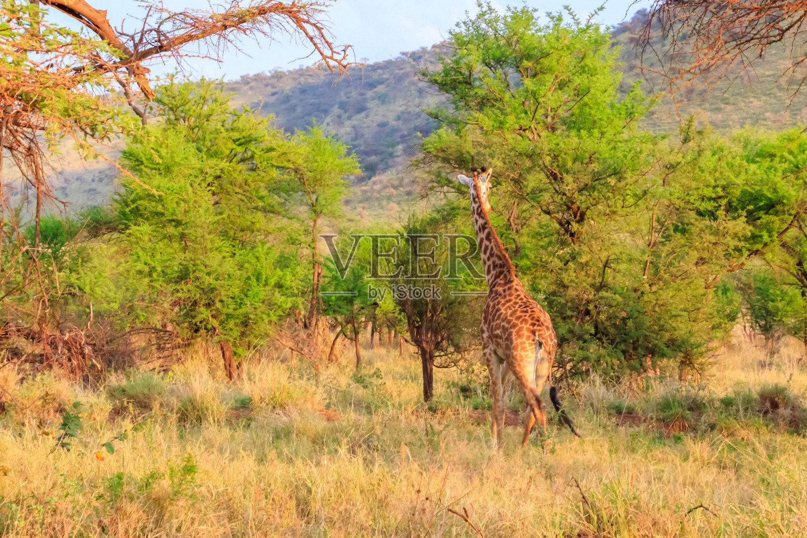 坦桑尼亚塞伦盖蒂国家公园大草原上的长颈鹿。东非坦桑尼亚的野生环境照片摄影图片