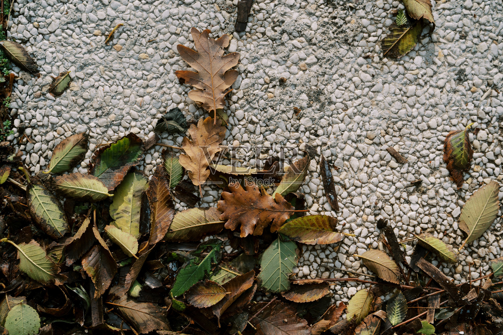 干树叶躺在砾石纹理的瓷砖上照片摄影图片