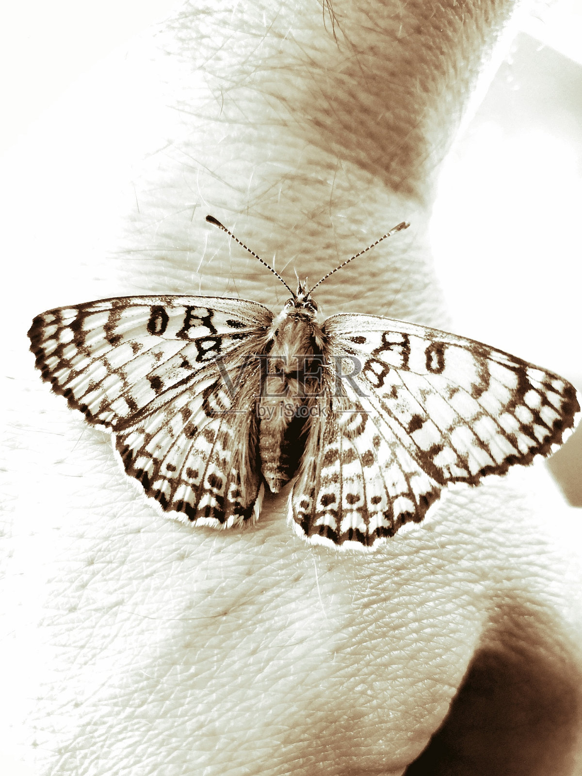 蝴蝶在手照片摄影图片