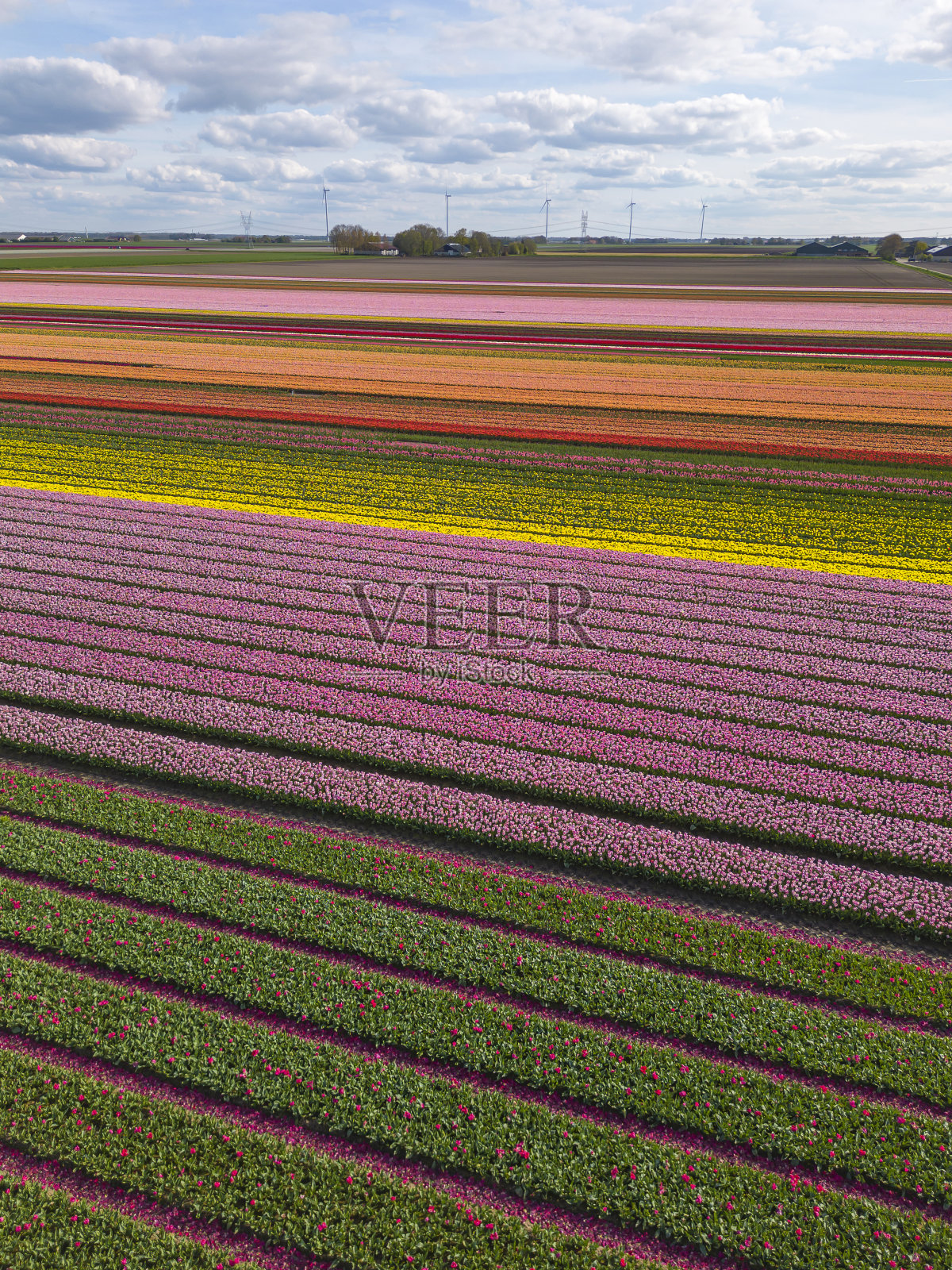 空中无人机拍摄的彩色郁金香球茎盛开的照片照片摄影图片