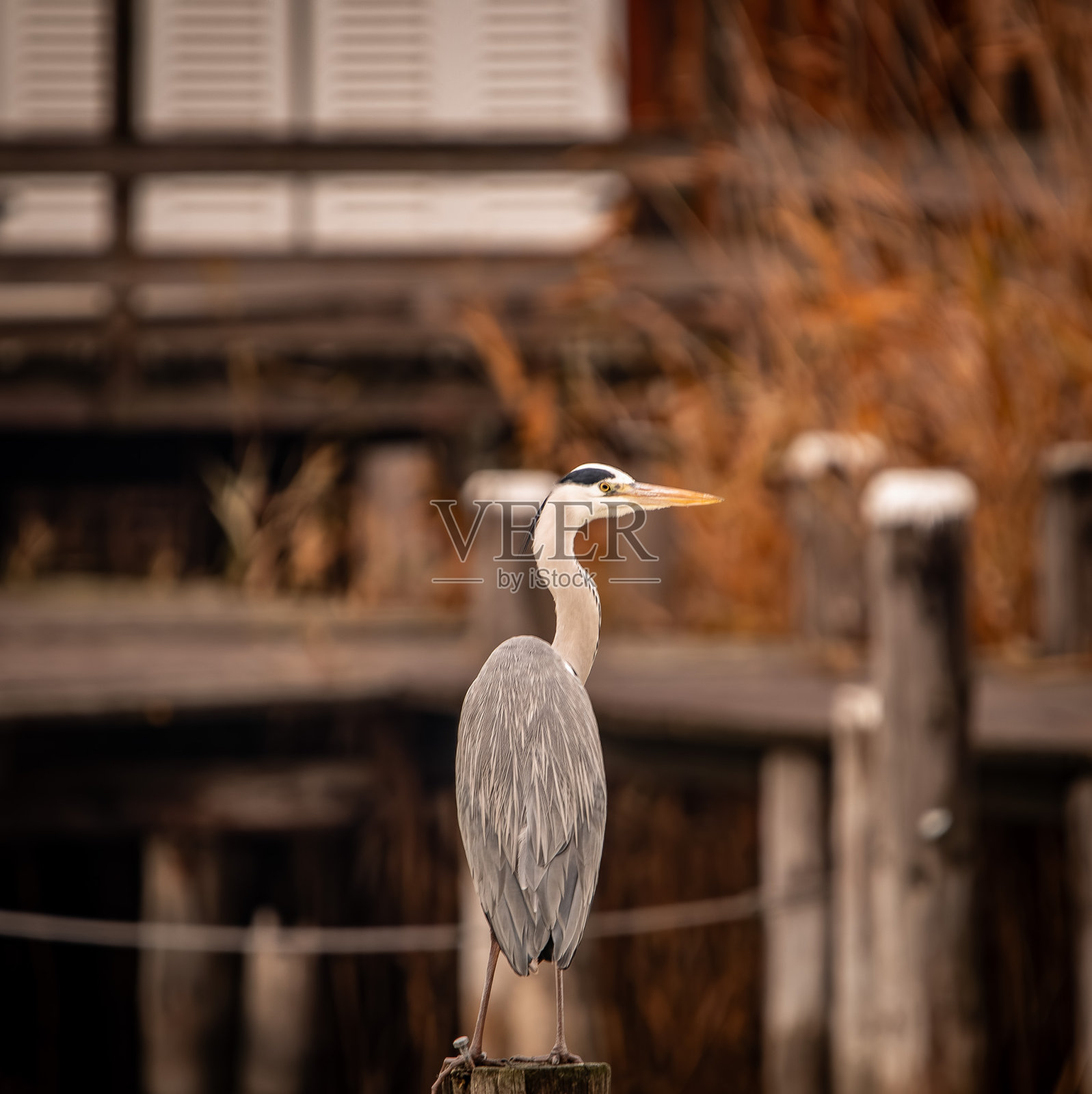 一只长着大喙的大蓝鹭坐在篱笆柱子上照片摄影图片