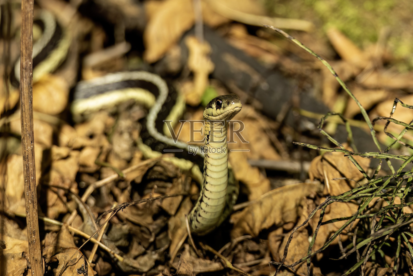 普通的袜带蛇(Thamnophis sirtalis)照片摄影图片