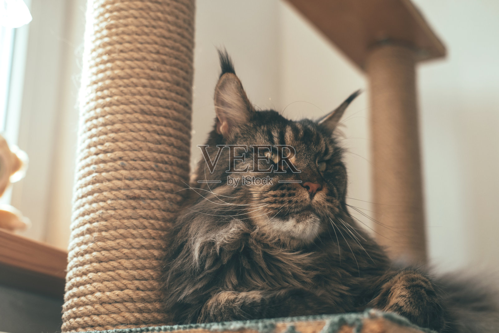 威严的猫在抓挠柱上休息照片摄影图片