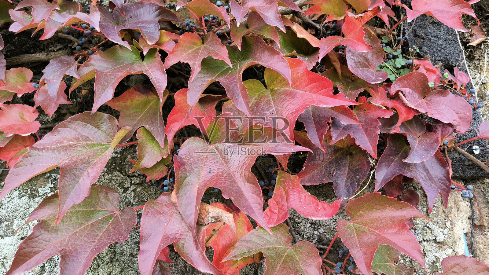 色彩斑斓的葡萄藤蔓在秋天照片摄影图片
