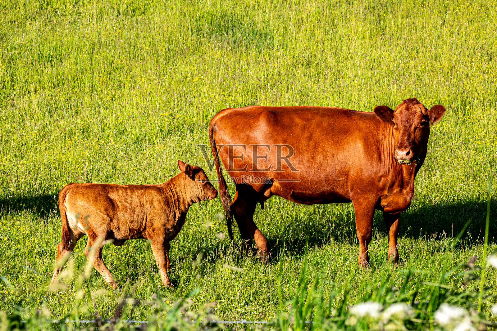 在晚春的阳光下，苏塞克斯郡的沟渠灯塔上，一头母牛和一头小牛照片摄影图片