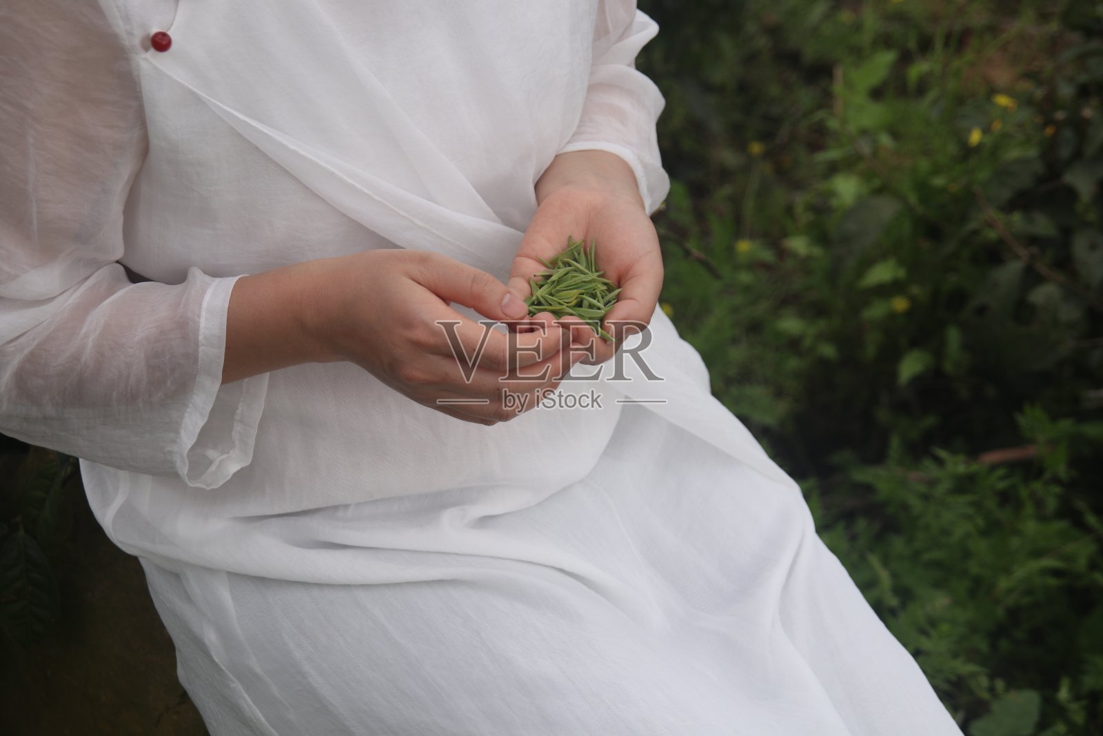 白衣女士手中的茶叶。照片摄影图片