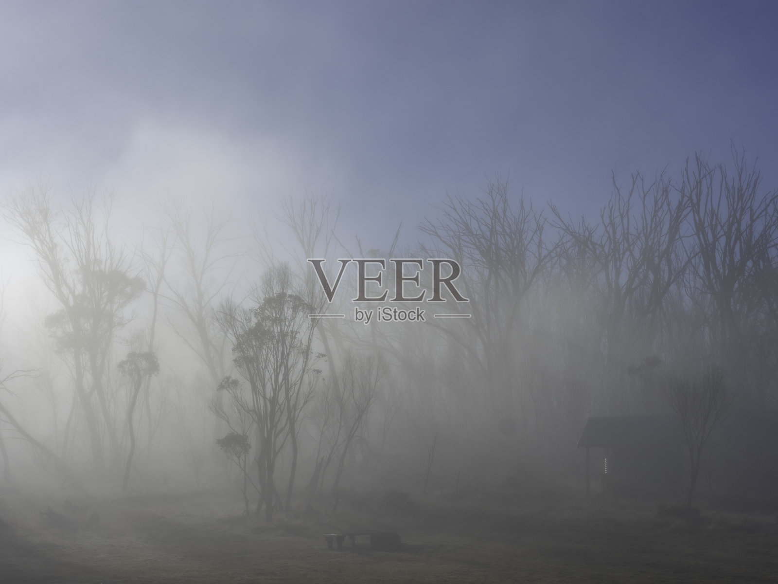 雾中的大气树照片摄影图片