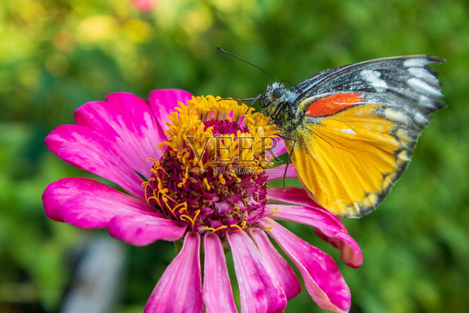 今天早上，花园里一只美丽的黄橙色蝴蝶粘在一朵花上吃花粉。照片摄影图片