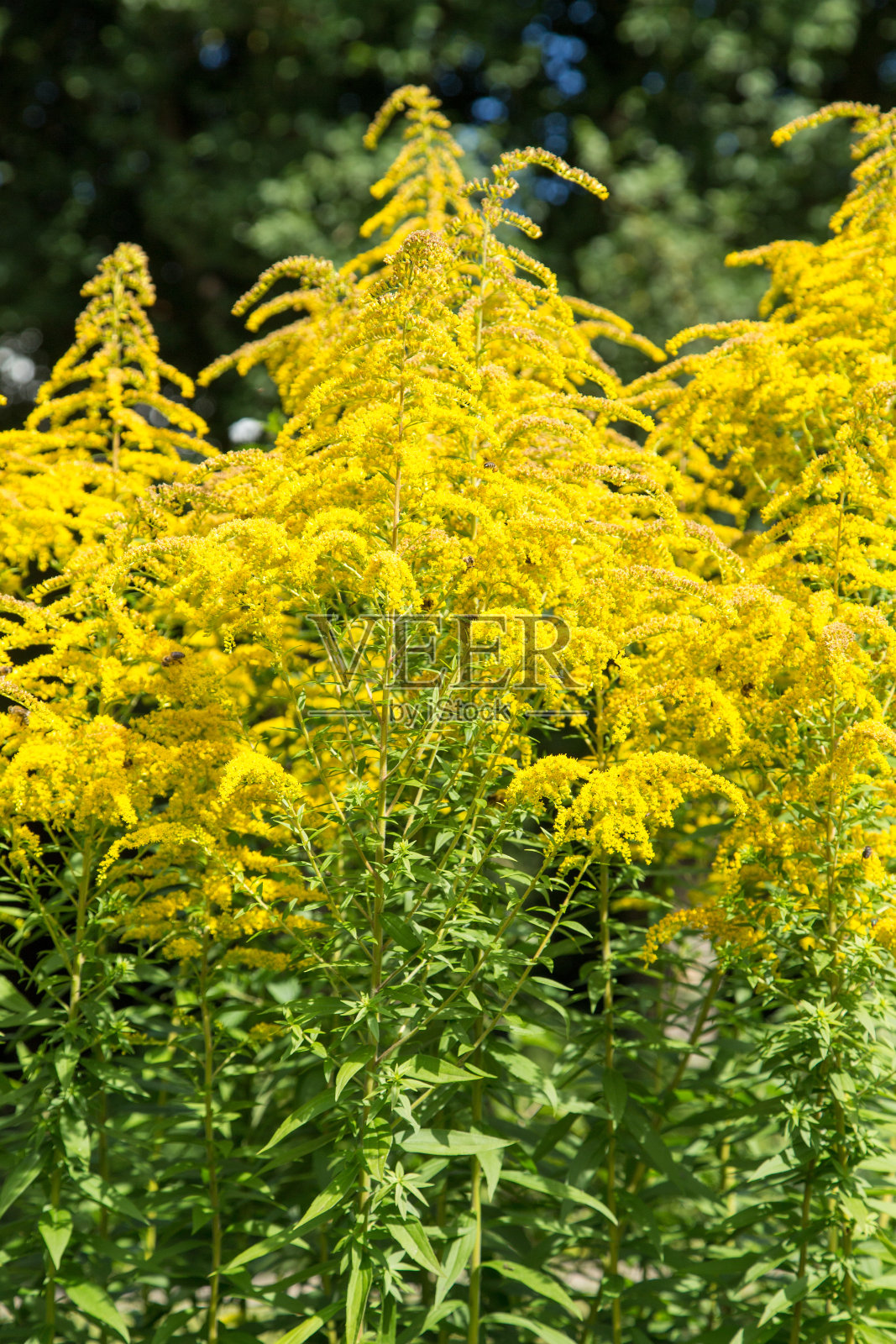 花园里的黄花照片摄影图片