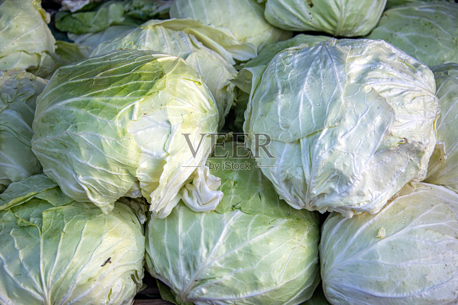 卷心菜照片摄影图片