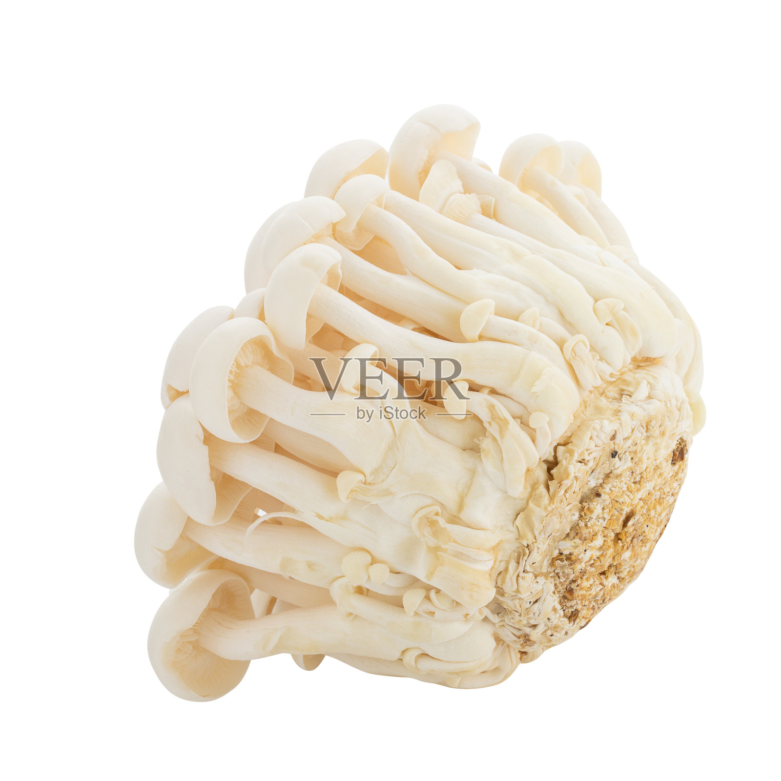 白皮菇，白山毛榉菇，Shimeji菇，白底分离食用菌照片摄影图片