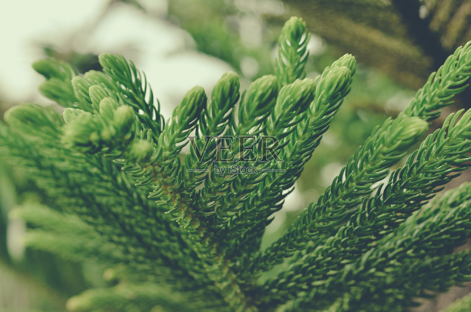 美丽的松叶照片摄影图片
