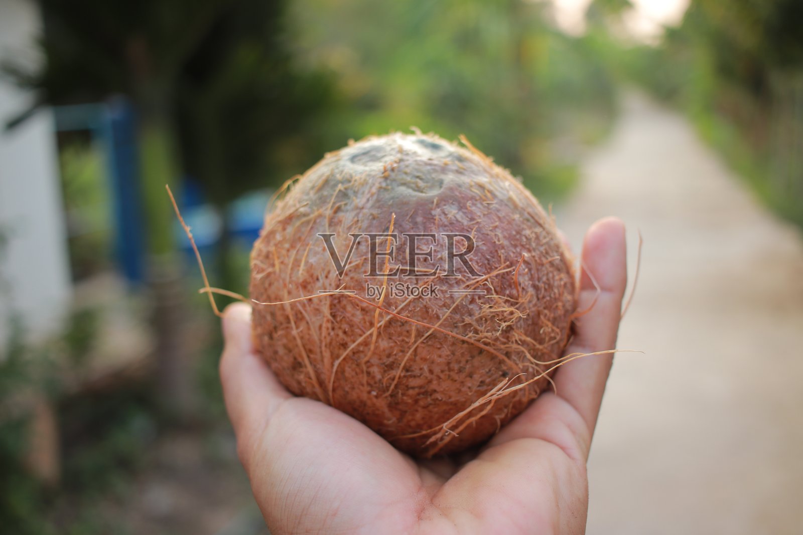 手里拿着棕色椰子照片摄影图片