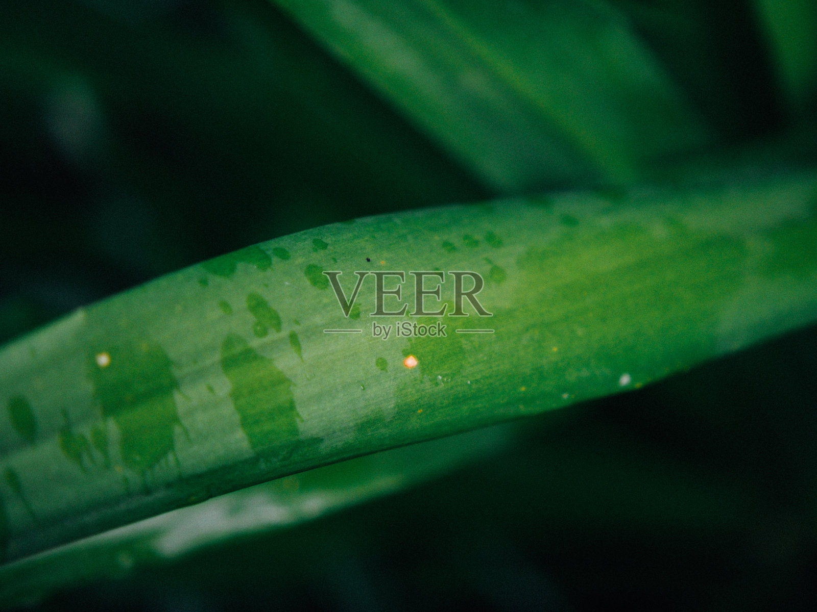 近距离观察亚洲的自然风光照片摄影图片