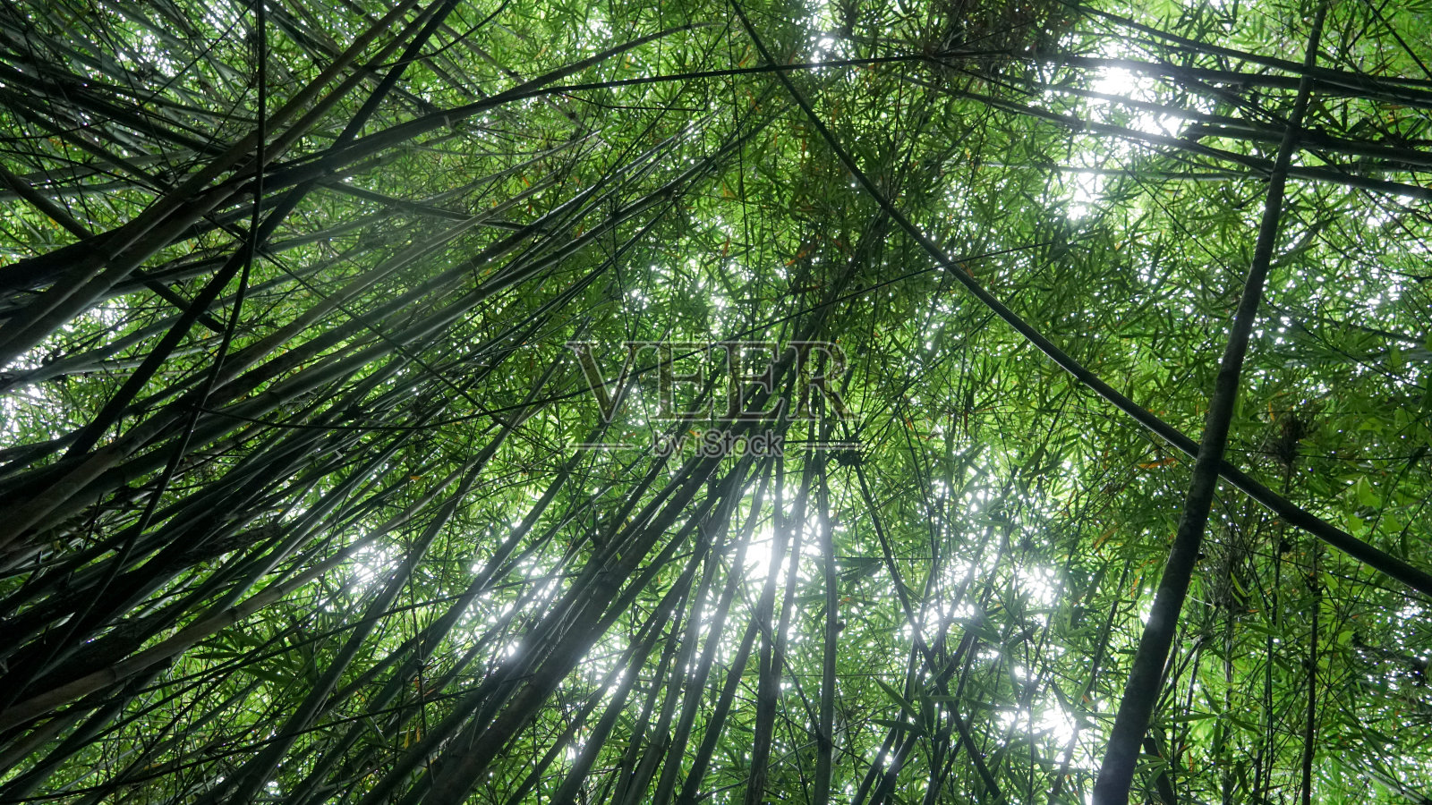 竹林照片摄影图片