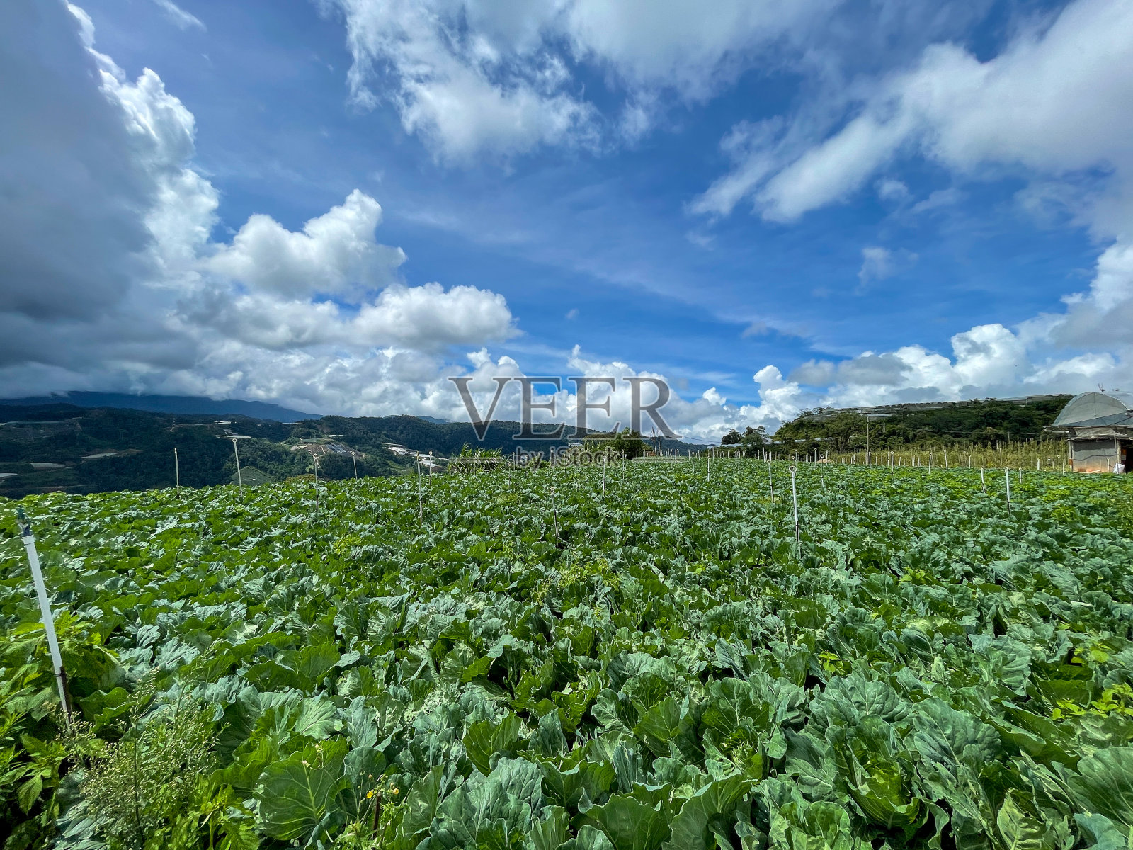 有机小农场上一排排的蔬菜作物照片摄影图片