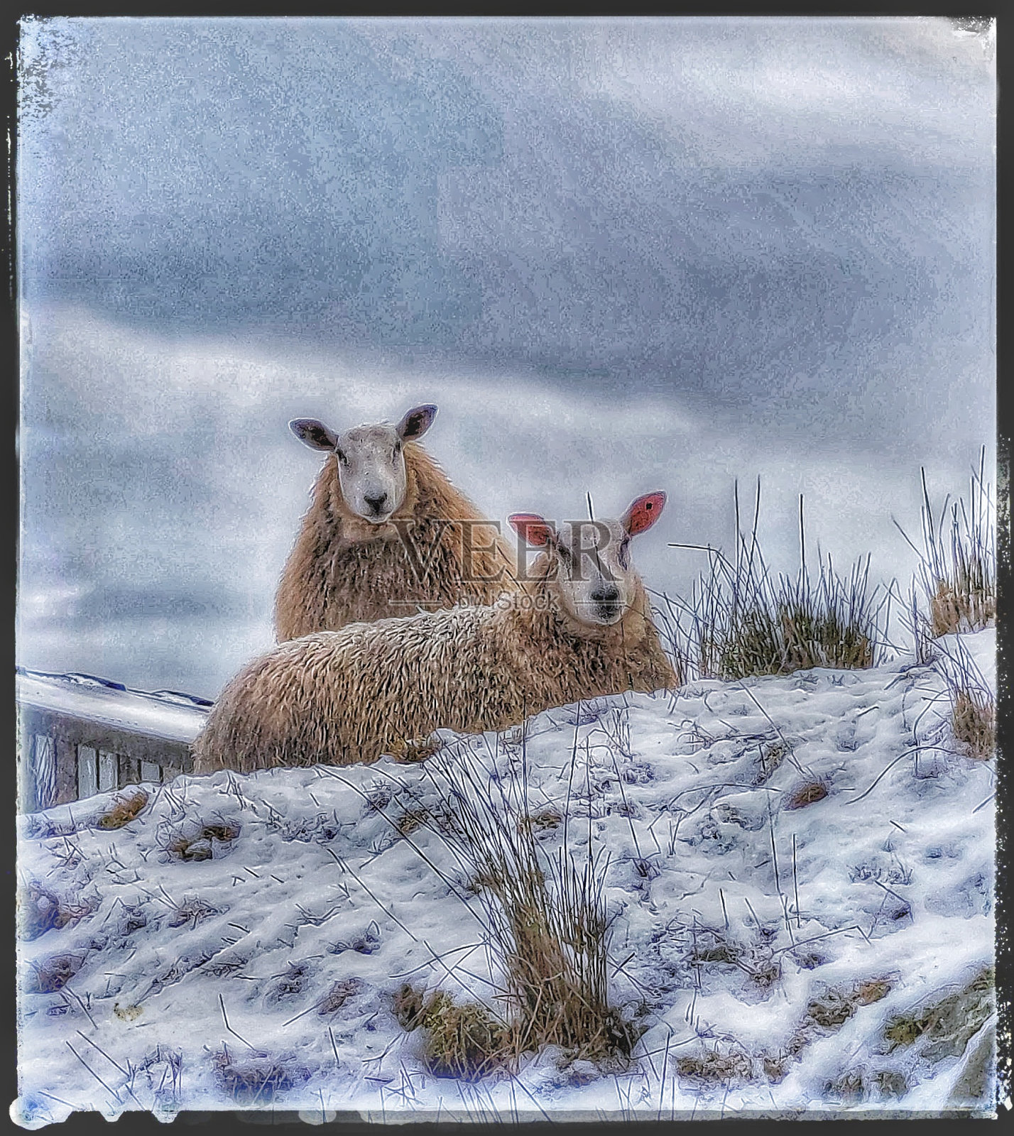 雪地里的羊照片摄影图片