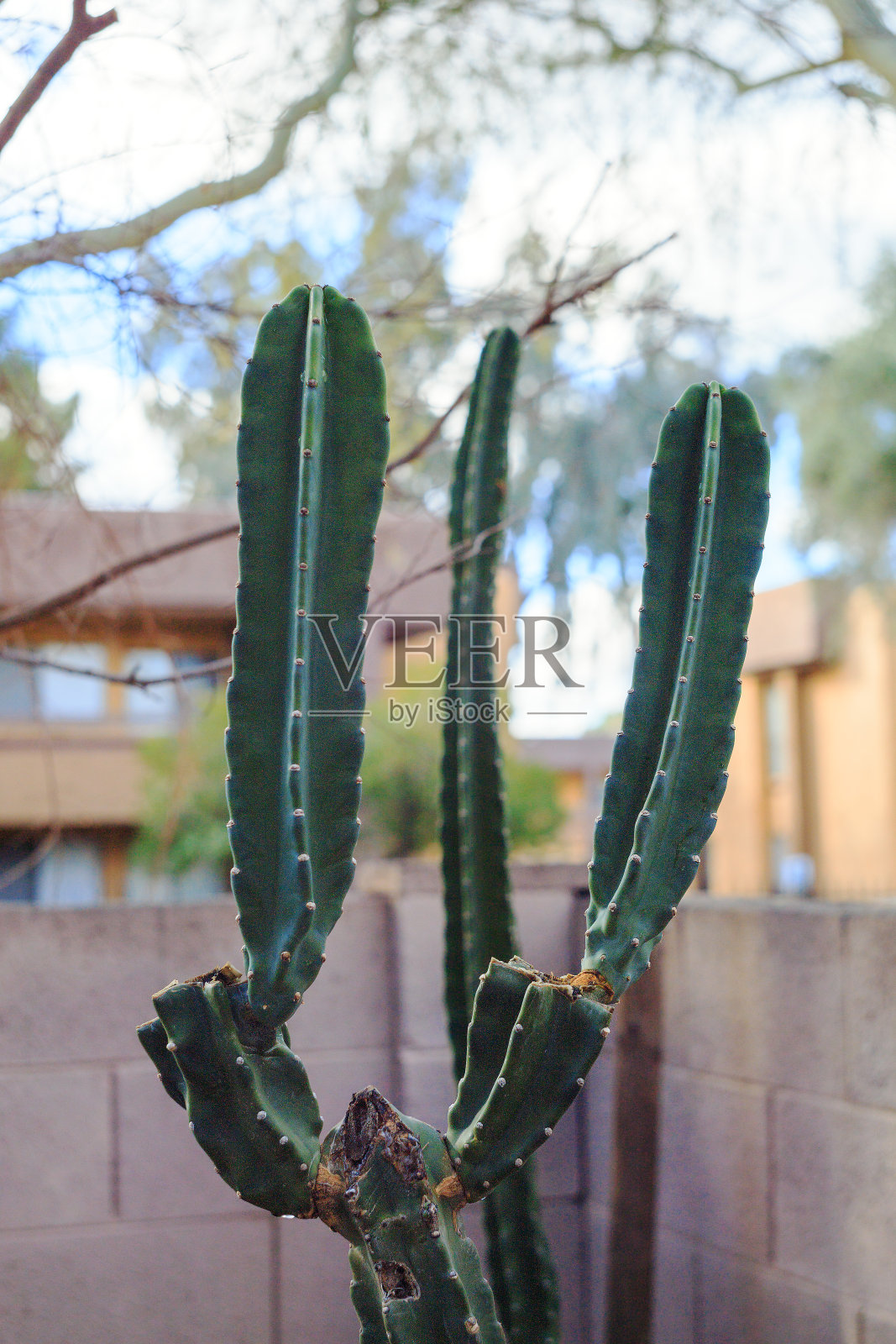 冬天无刺的蜡状仙人掌照片摄影图片