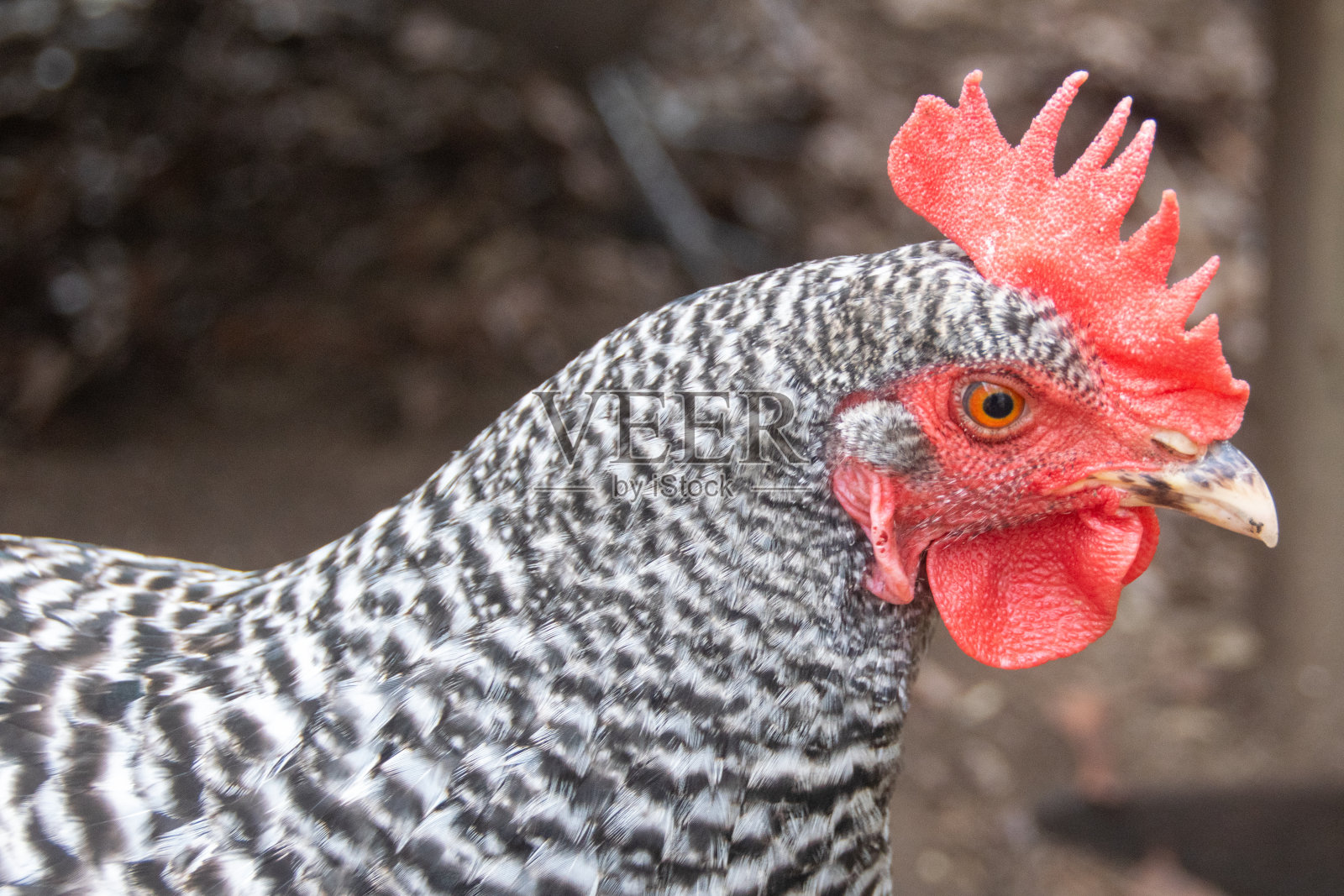 条纹石母鸡照片摄影图片
