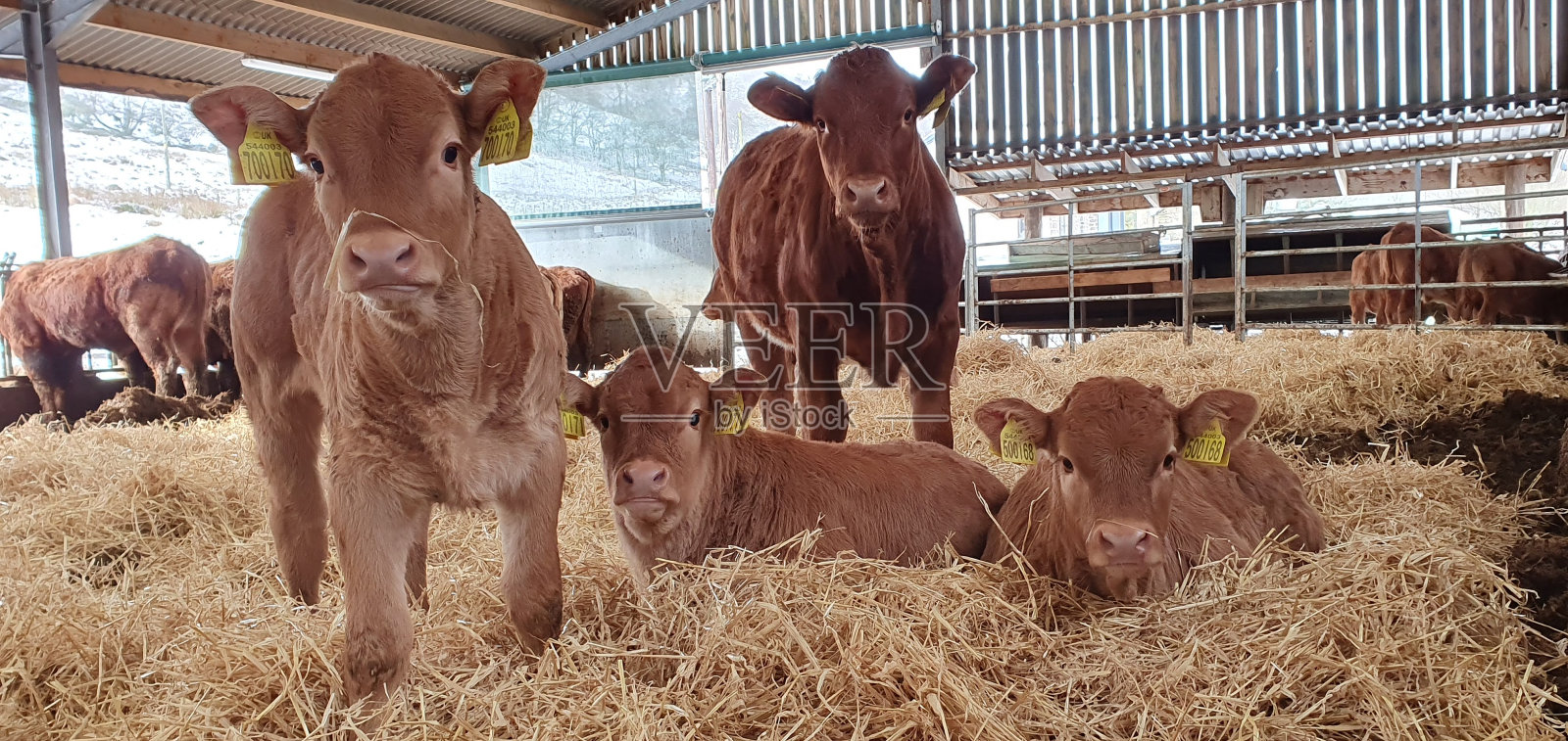 利穆赞小腿照片摄影图片