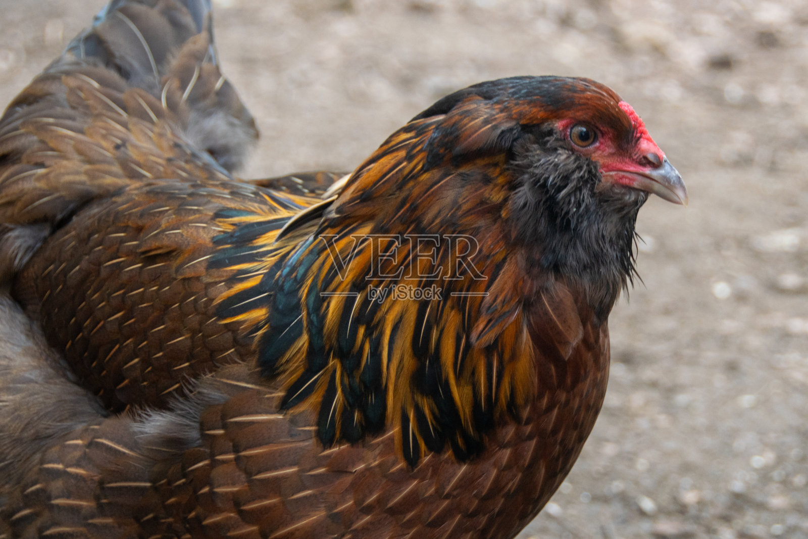 去鸡照片摄影图片
