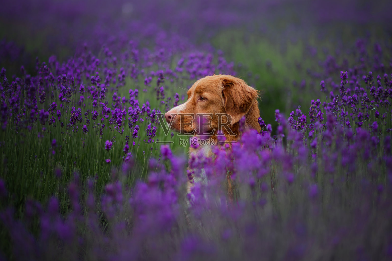新斯科舍鸭鸣猎犬薰衣草色。宠物在夏天就在大自然的色彩照片摄影图片