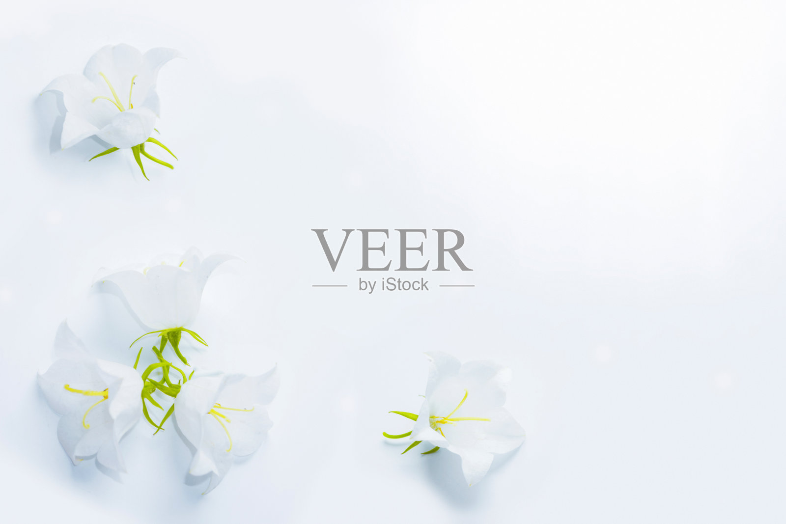 精致的自然花卉背景。风铃花在自然的特写与软焦点。照片摄影图片