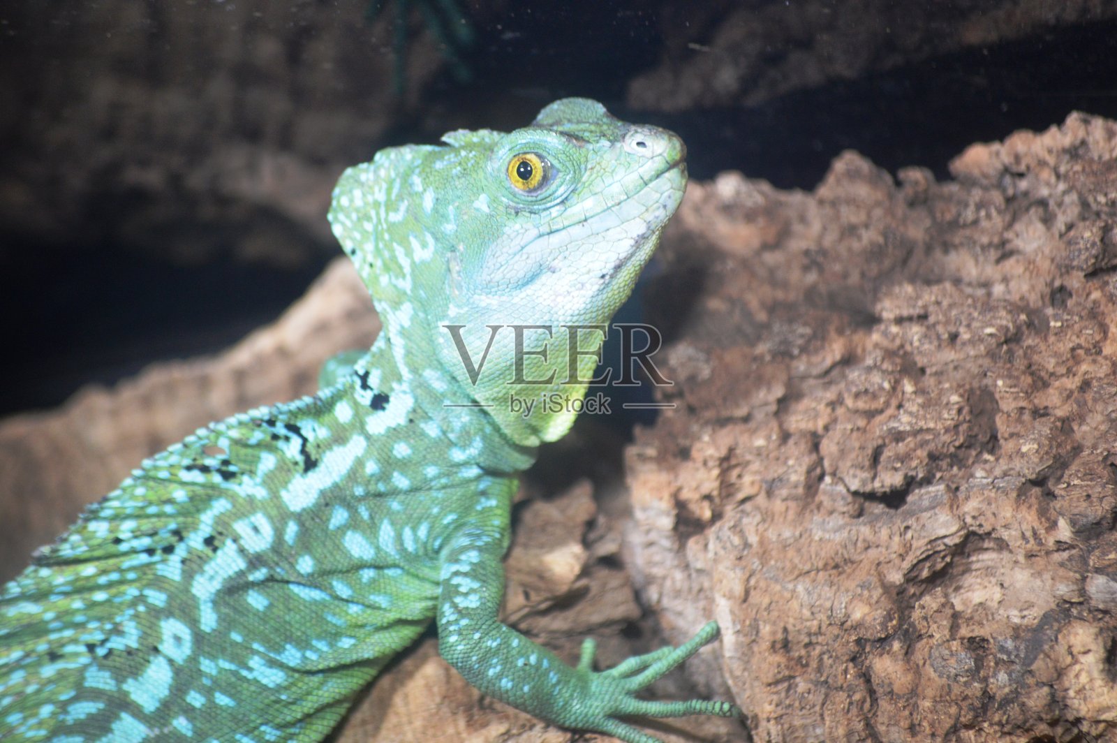 异国情调的蜥蜴照片摄影图片
