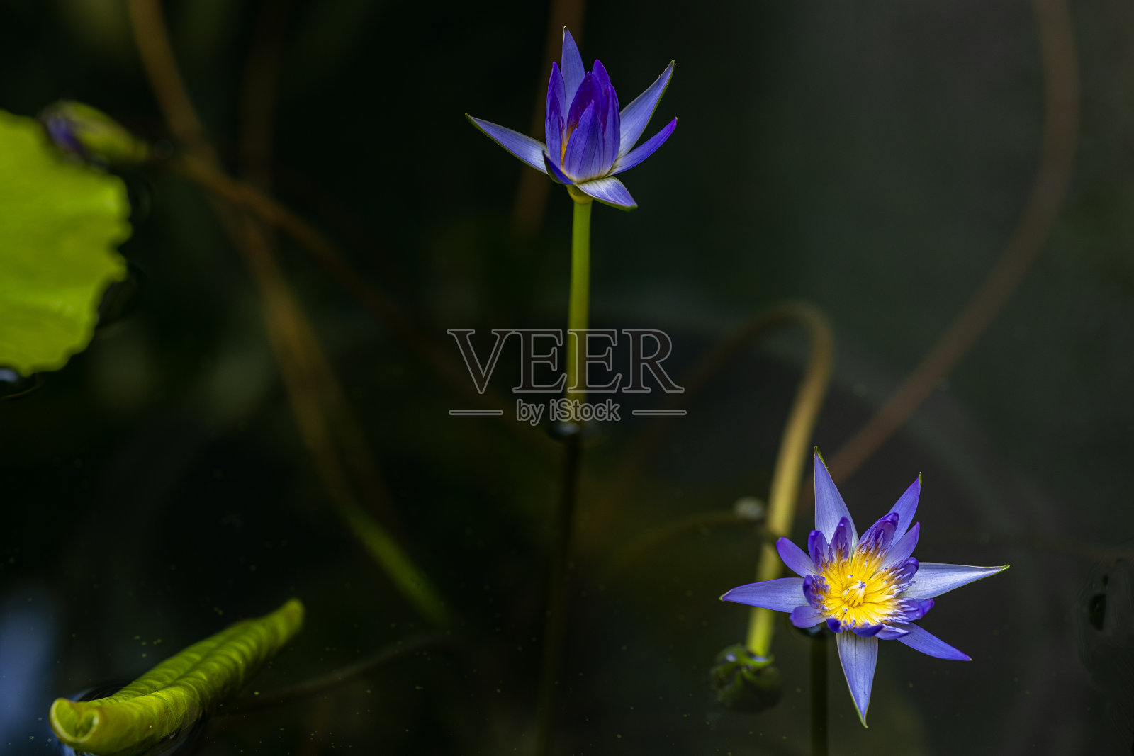 粉红色和紫罗兰色的睡莲，深色背景照片摄影图片