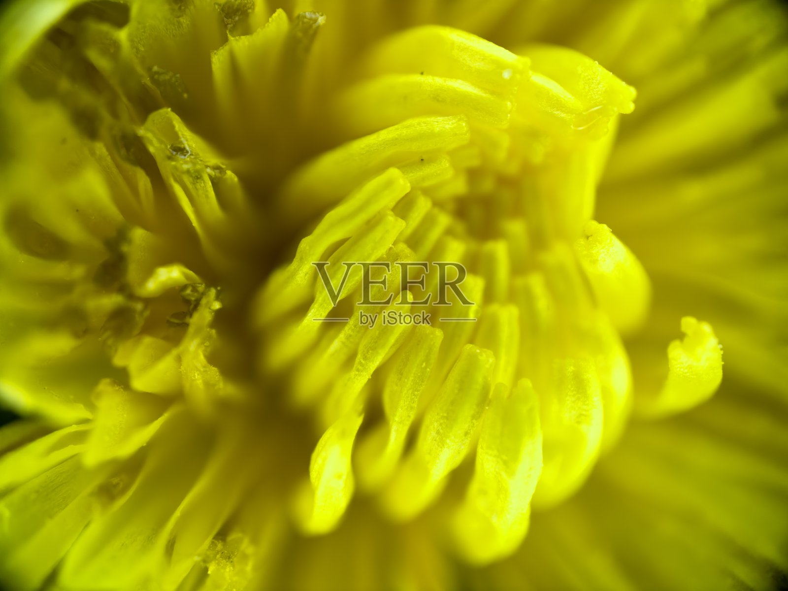 蒲公英花的特写照片摄影图片