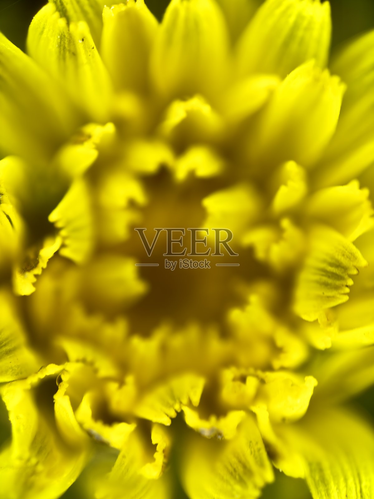 蒲公英花的特写照片摄影图片