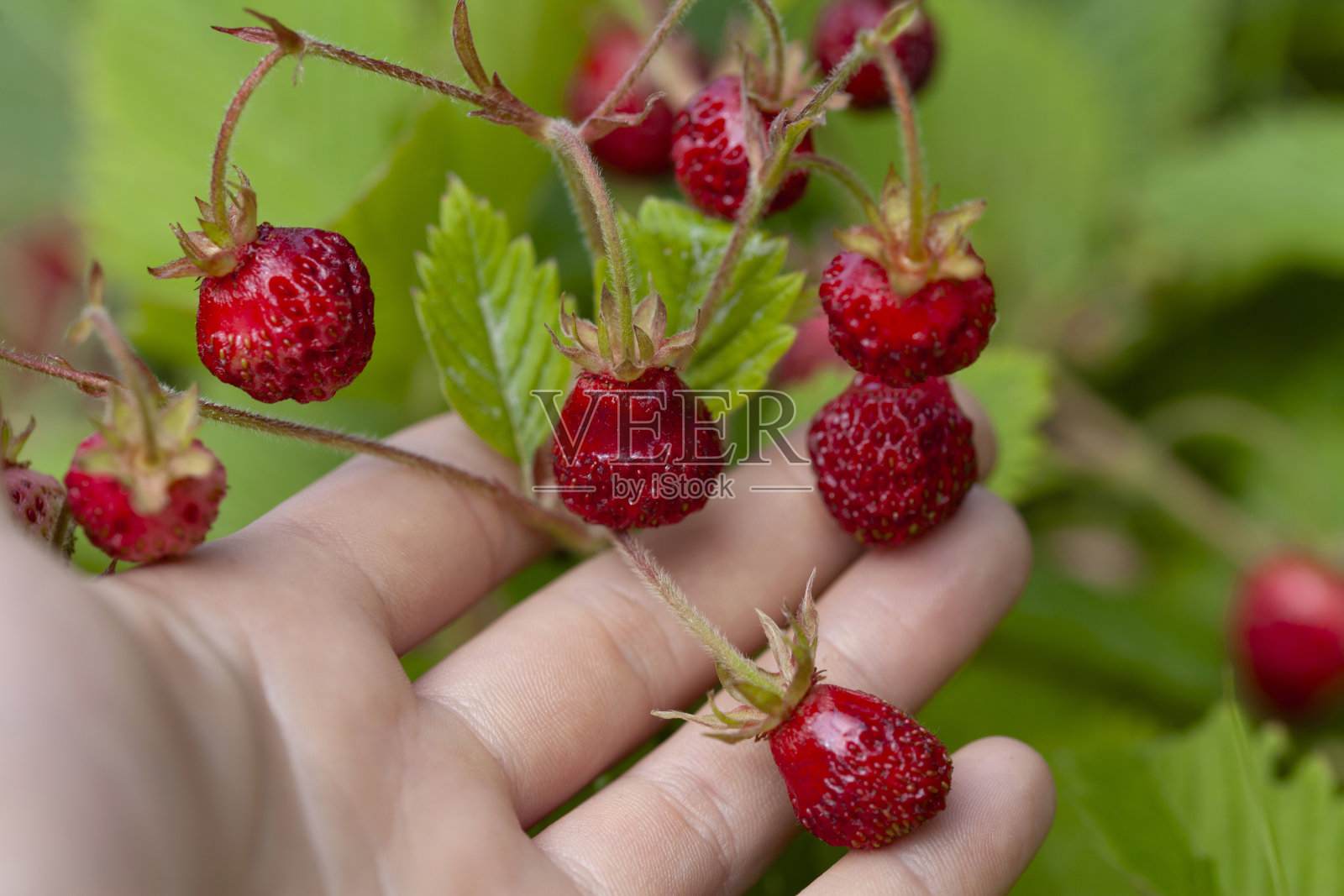 麝香草莓，双簧管草莓，皇家卡普龙，美味的水果。照片摄影图片