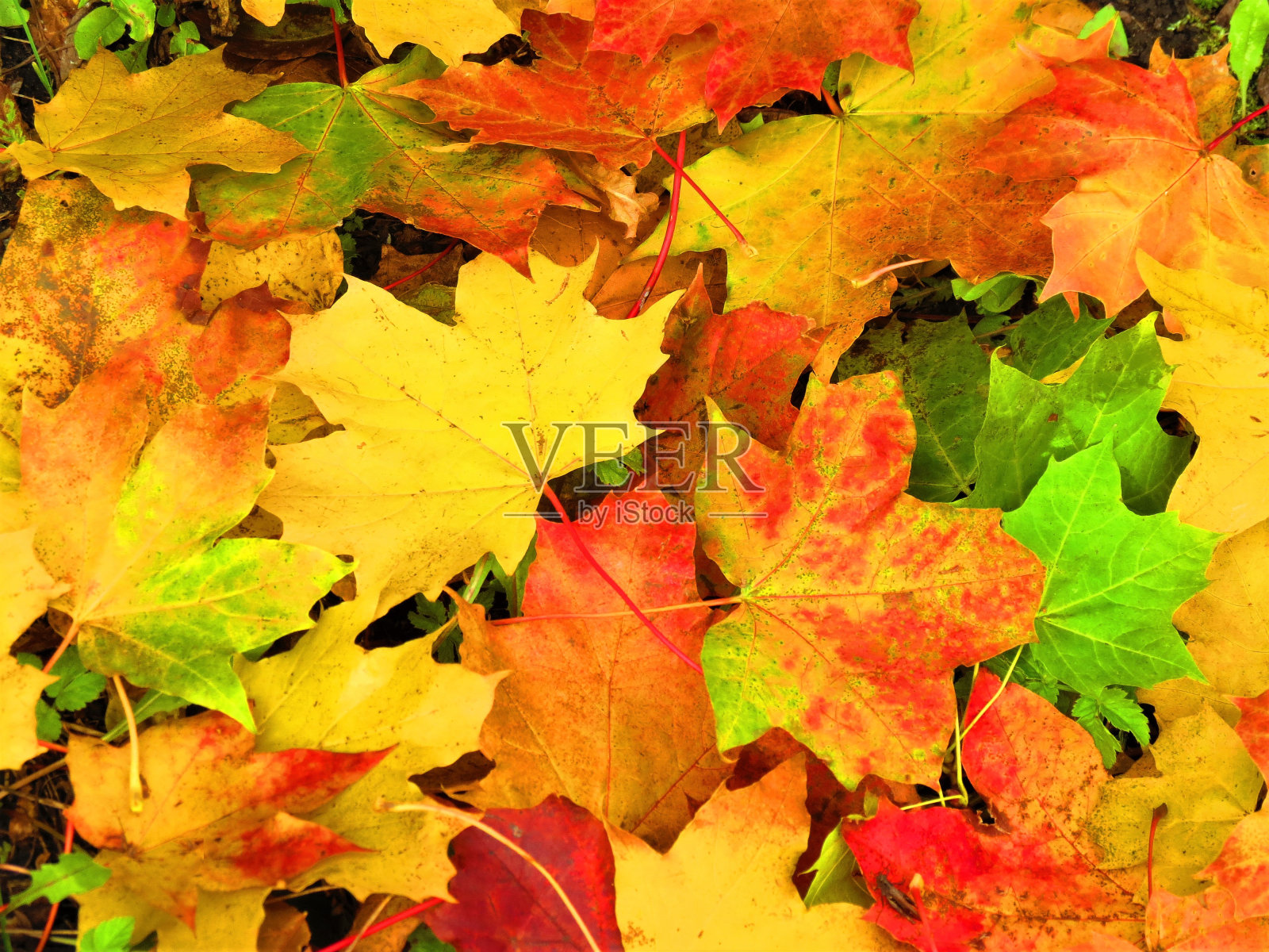 秋天的枫叶。背景。照片摄影图片