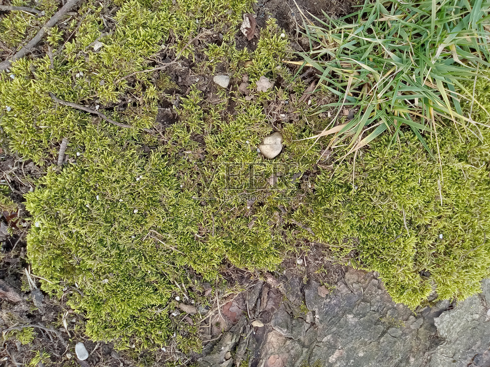 长满青苔的照片摄影图片